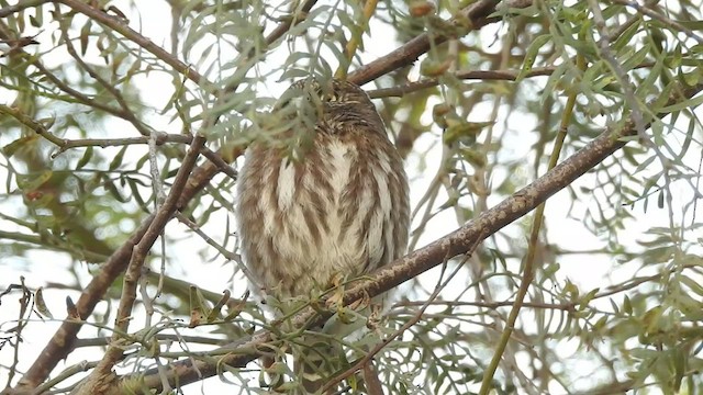 Peruvian Pygmy-Owl - ML463595771