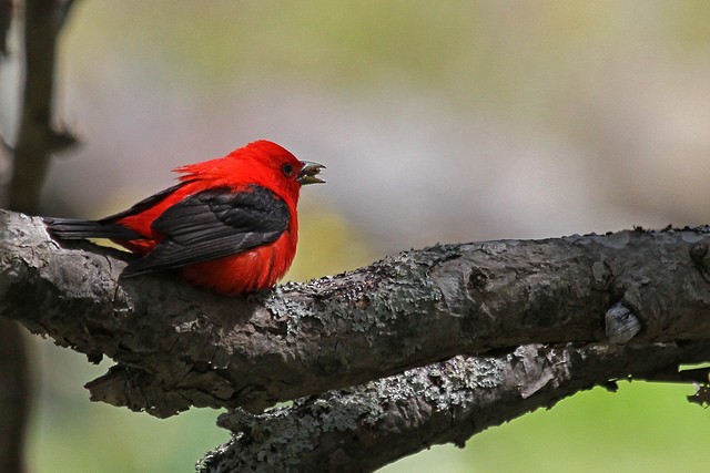 Scarlet Tanager - ML46359641
