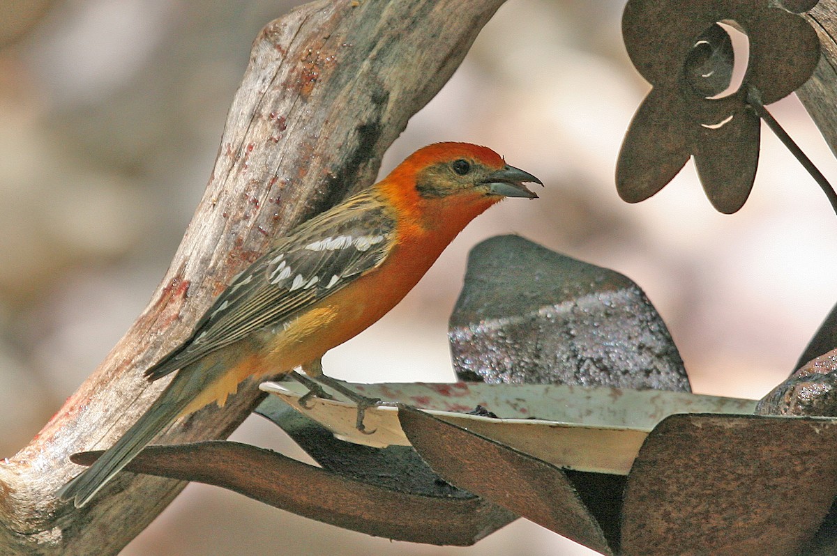 Flame-colored Tanager - ML463596561