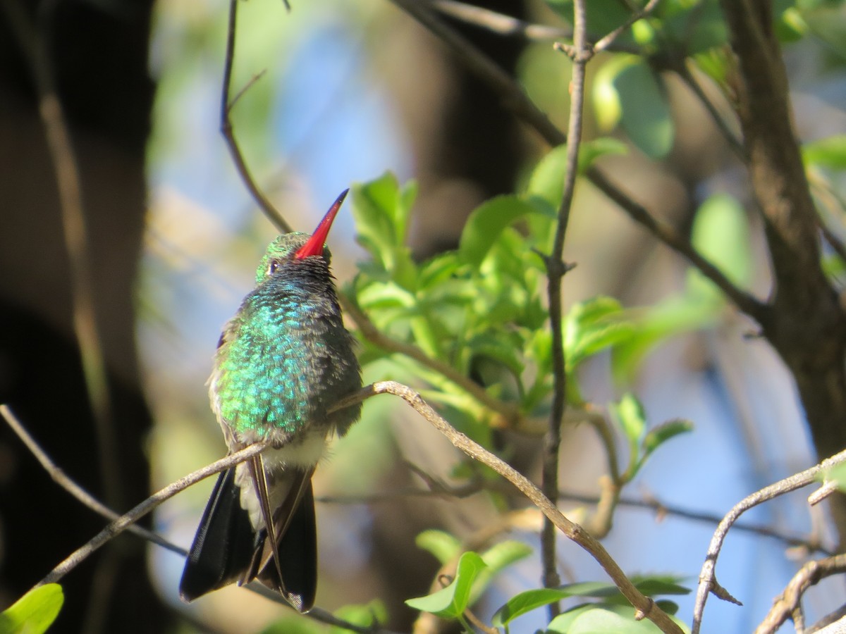 Broad-billed Hummingbird - ML46359771