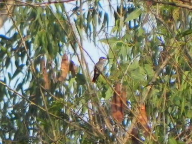 kolibřík fialovolímcový - ML46359831