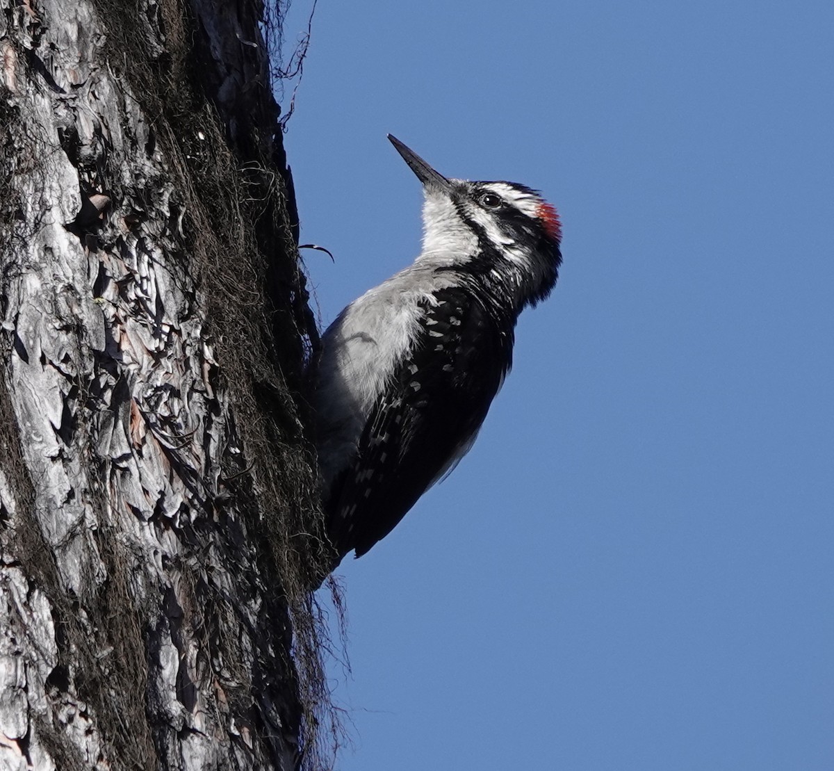 Hairy Woodpecker - ML463600251
