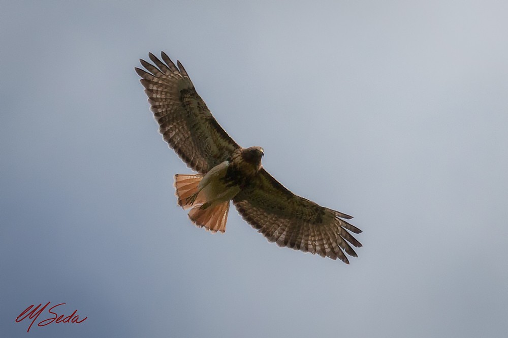 Red-tailed Hawk - ML46360431
