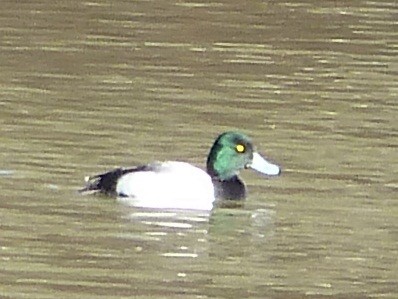 Greater Scaup - ML46360481