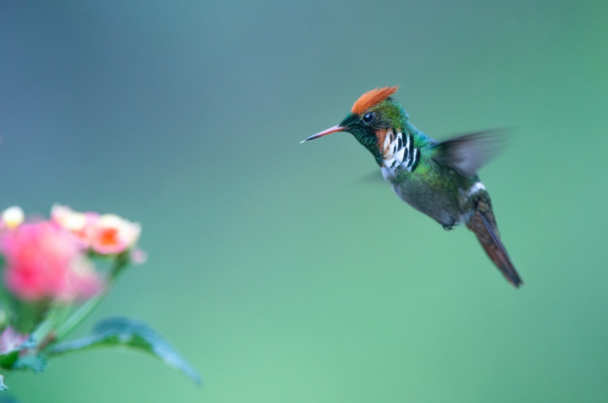 Frilled Coquette - ML463610721