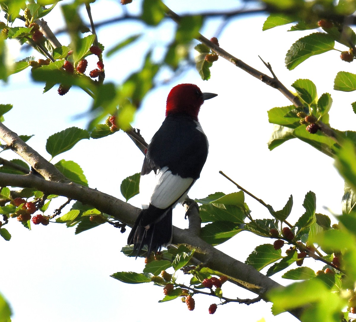 Red-headed Woodpecker - ML463612451