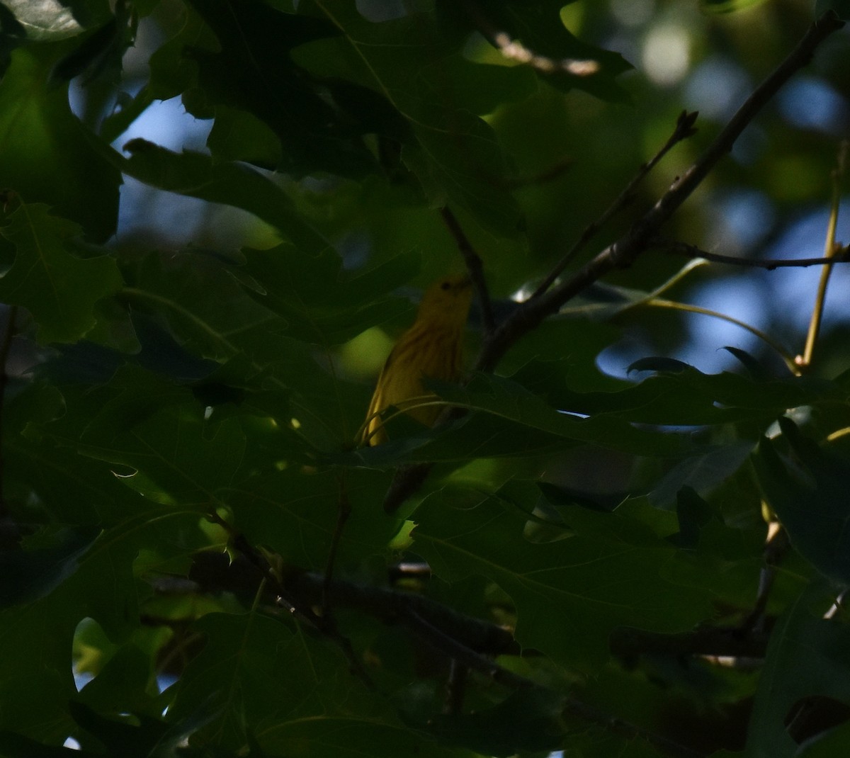 Yellow Warbler - Hume Vance