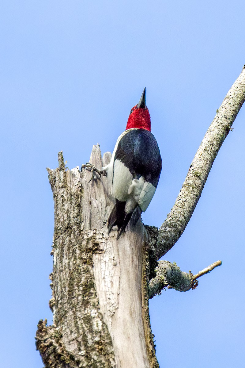 Red-headed Woodpecker - ML463615801