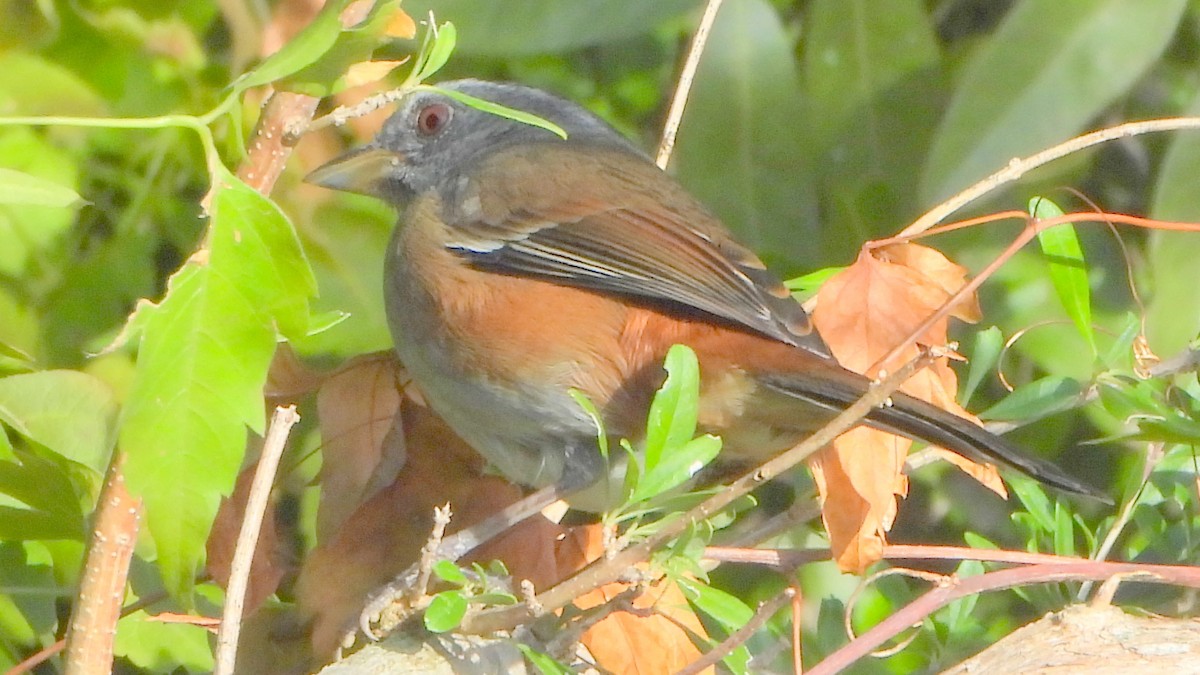 Gray-throated Warbling Finch - ML463616221