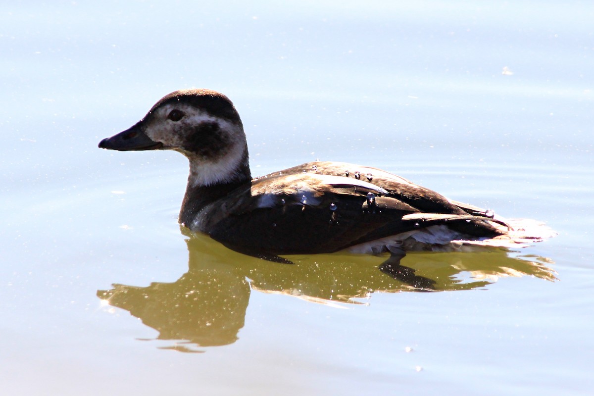 Long-tailed Duck - Matthew Pendleton