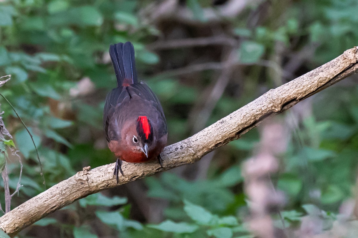 Red-crested Finch - Rodrigo M