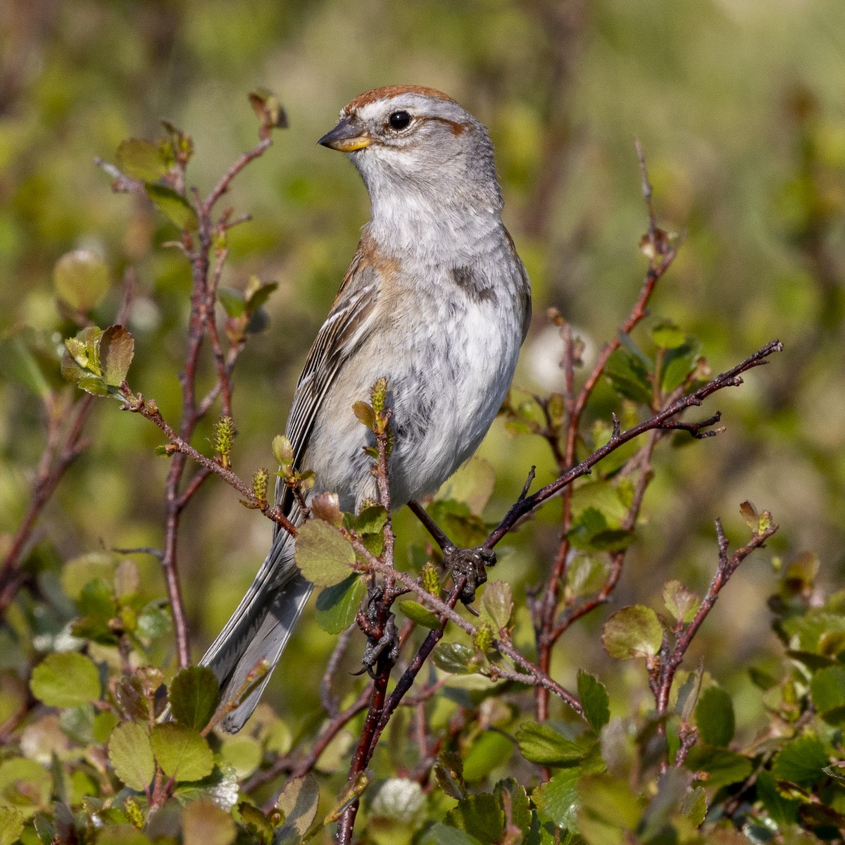 American Tree Sparrow - ML463618531