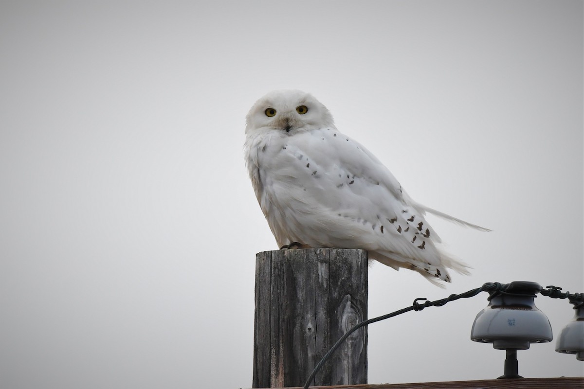 Snowy Owl - Timothy Piranian