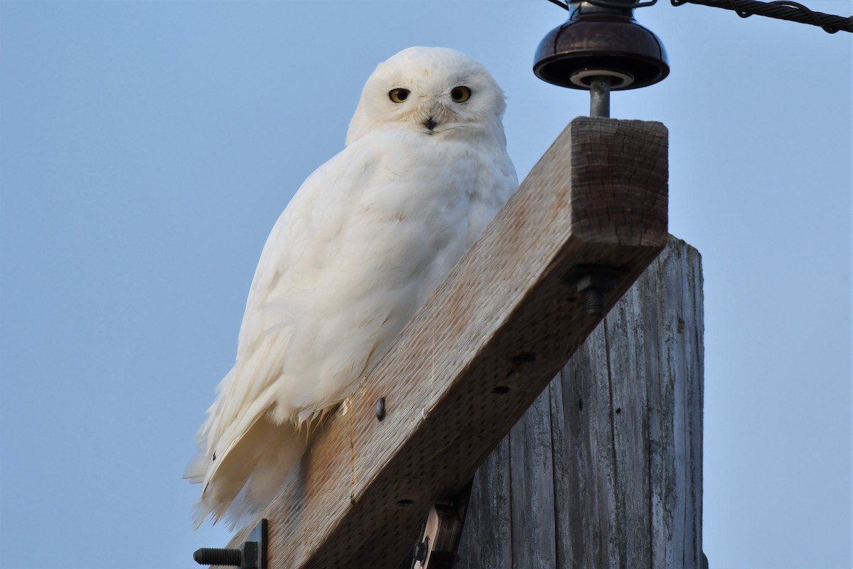 Snowy Owl - ML463620181