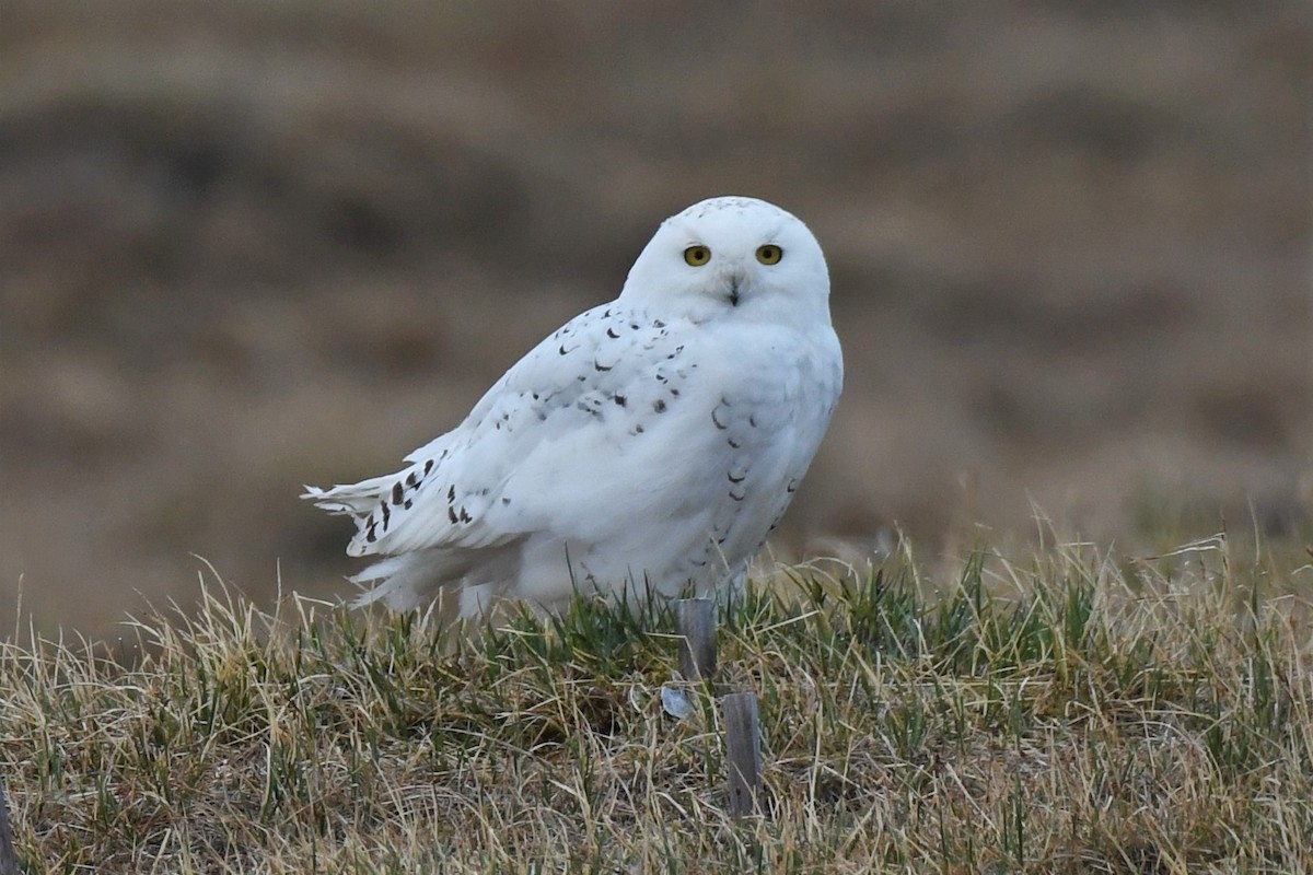 Snowy Owl - ML463620191