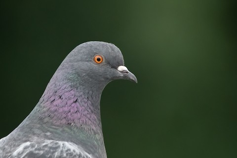 Rock Pigeon - eBird