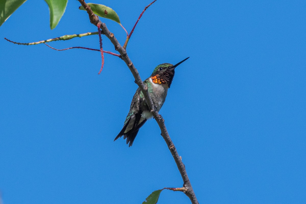 Ruby-throated Hummingbird - ML463629851