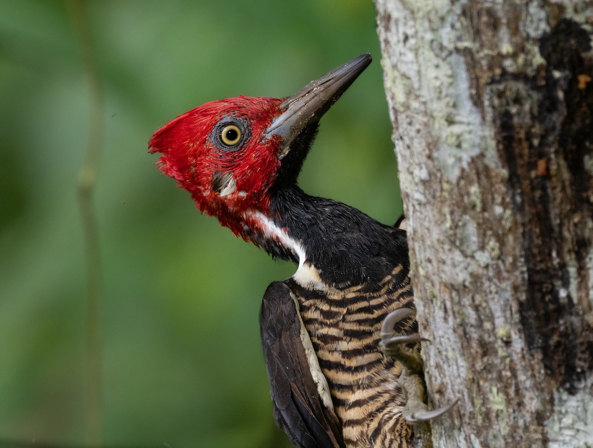 Guayaquil Woodpecker - ML463631861