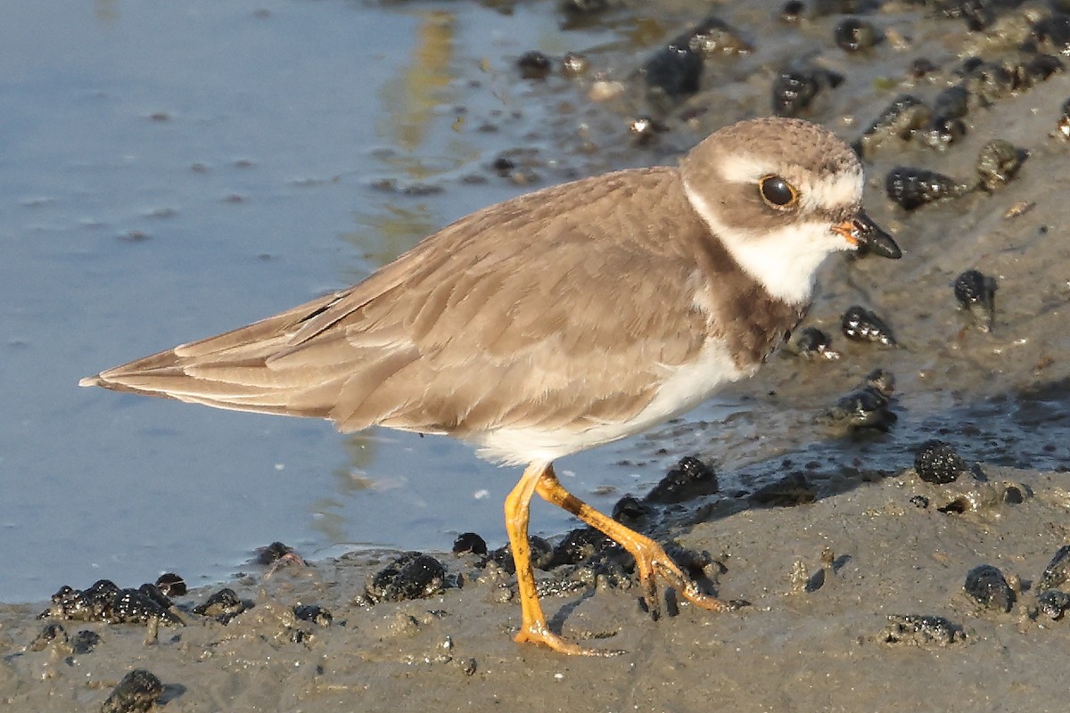 Semipalmated Plover - ML463631881