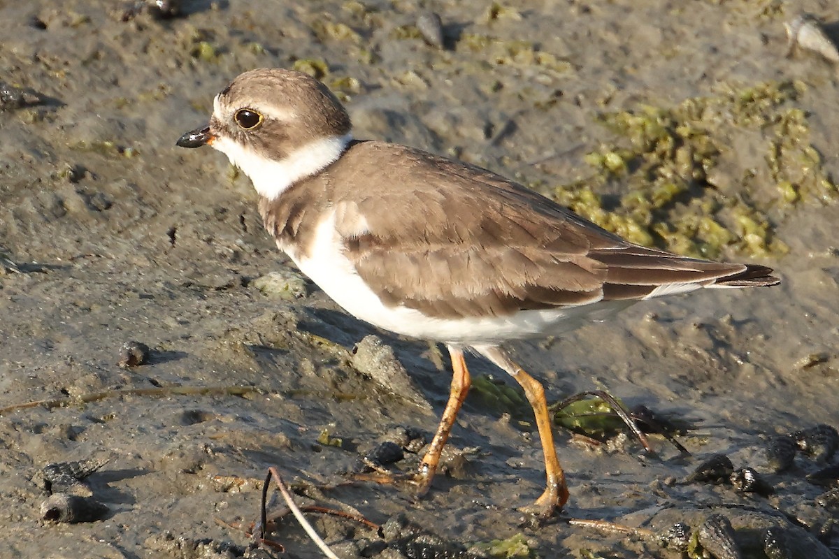 Semipalmated Plover - ML463631891