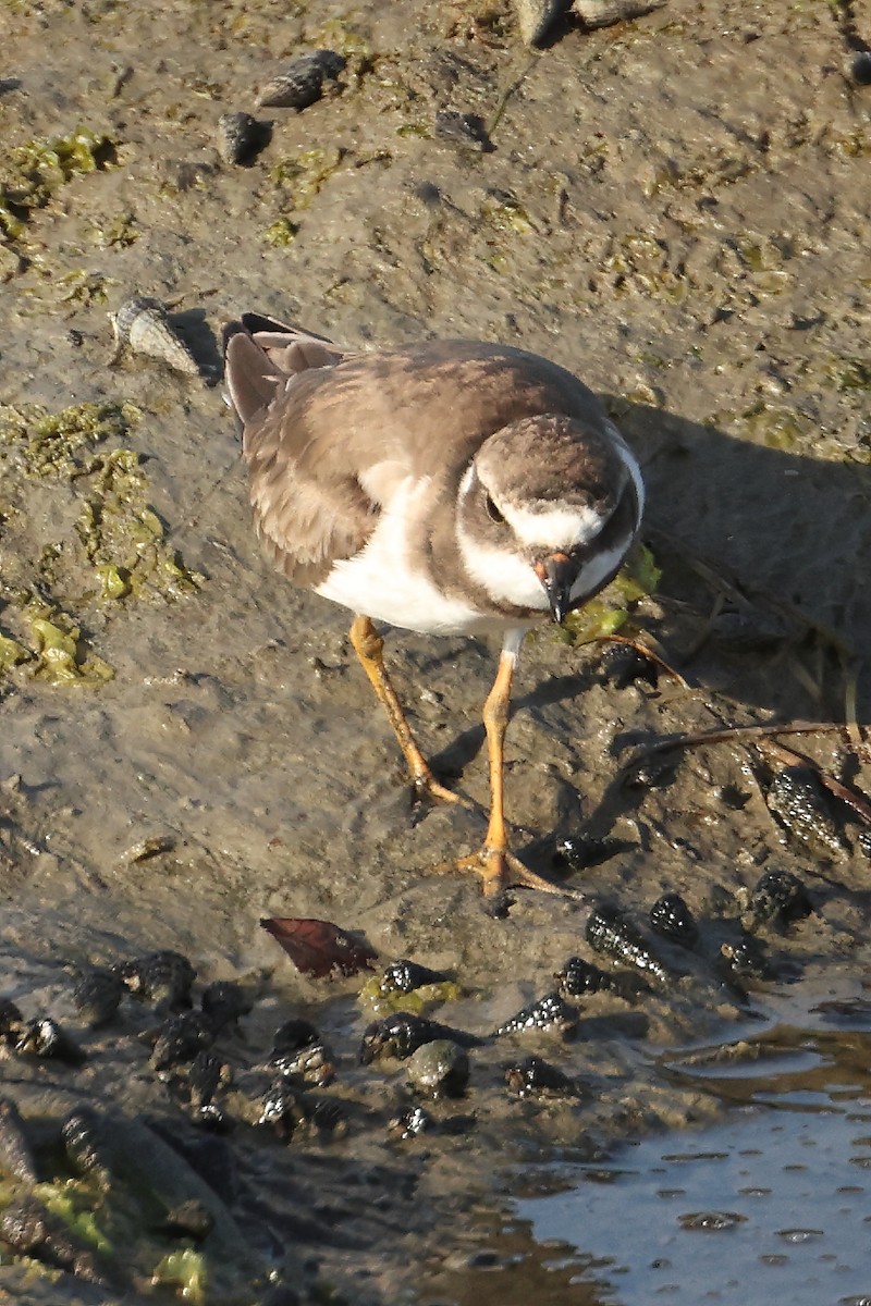 Semipalmated Plover - ML463631901