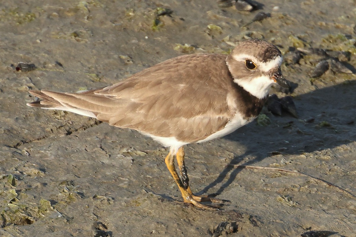 Semipalmated Plover - ML463631911