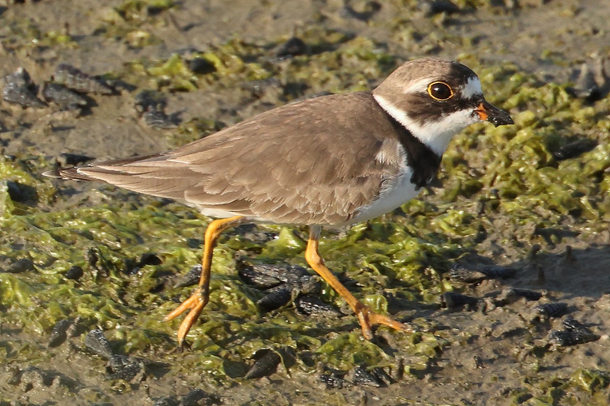 Semipalmated Plover - ML463631921