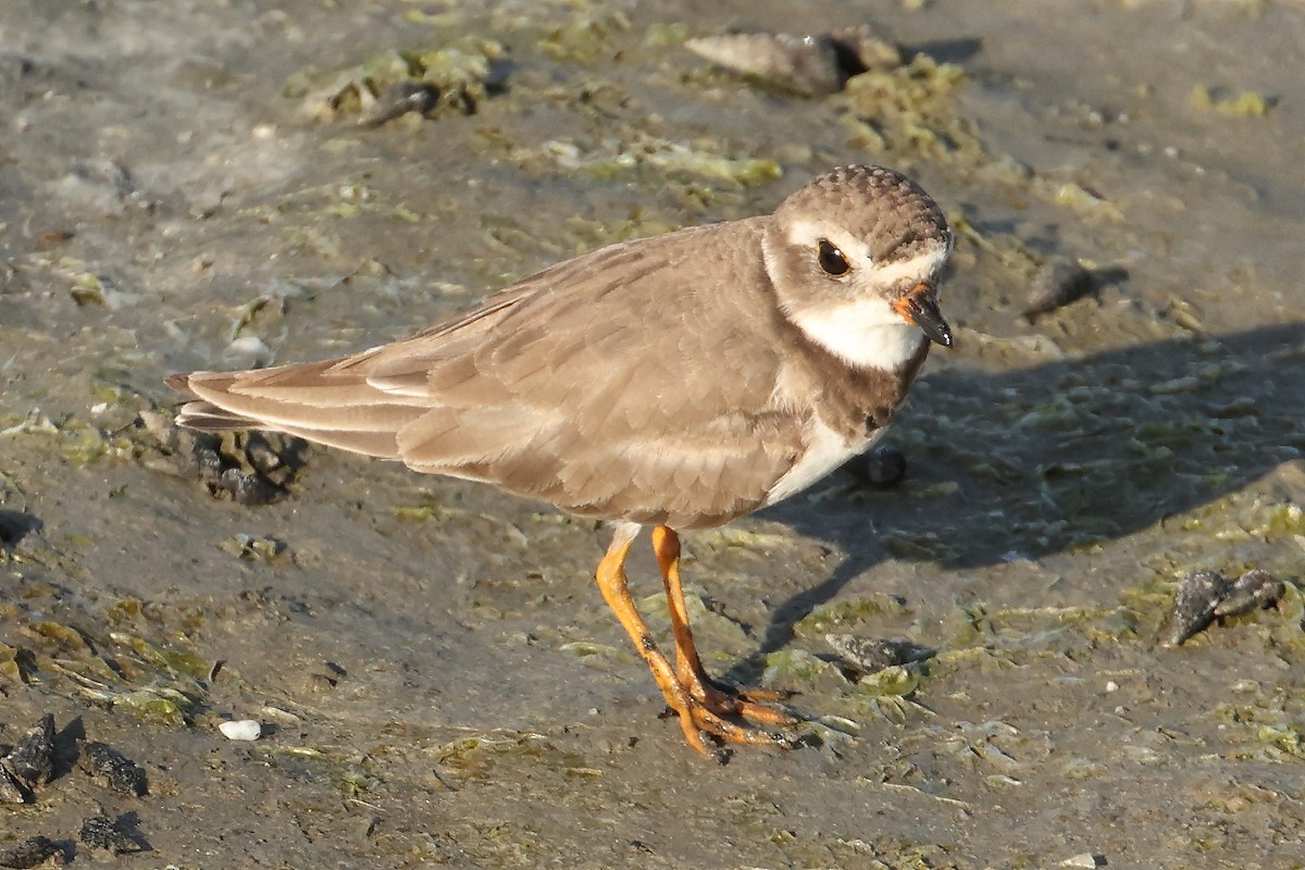 Semipalmated Plover - ML463631941