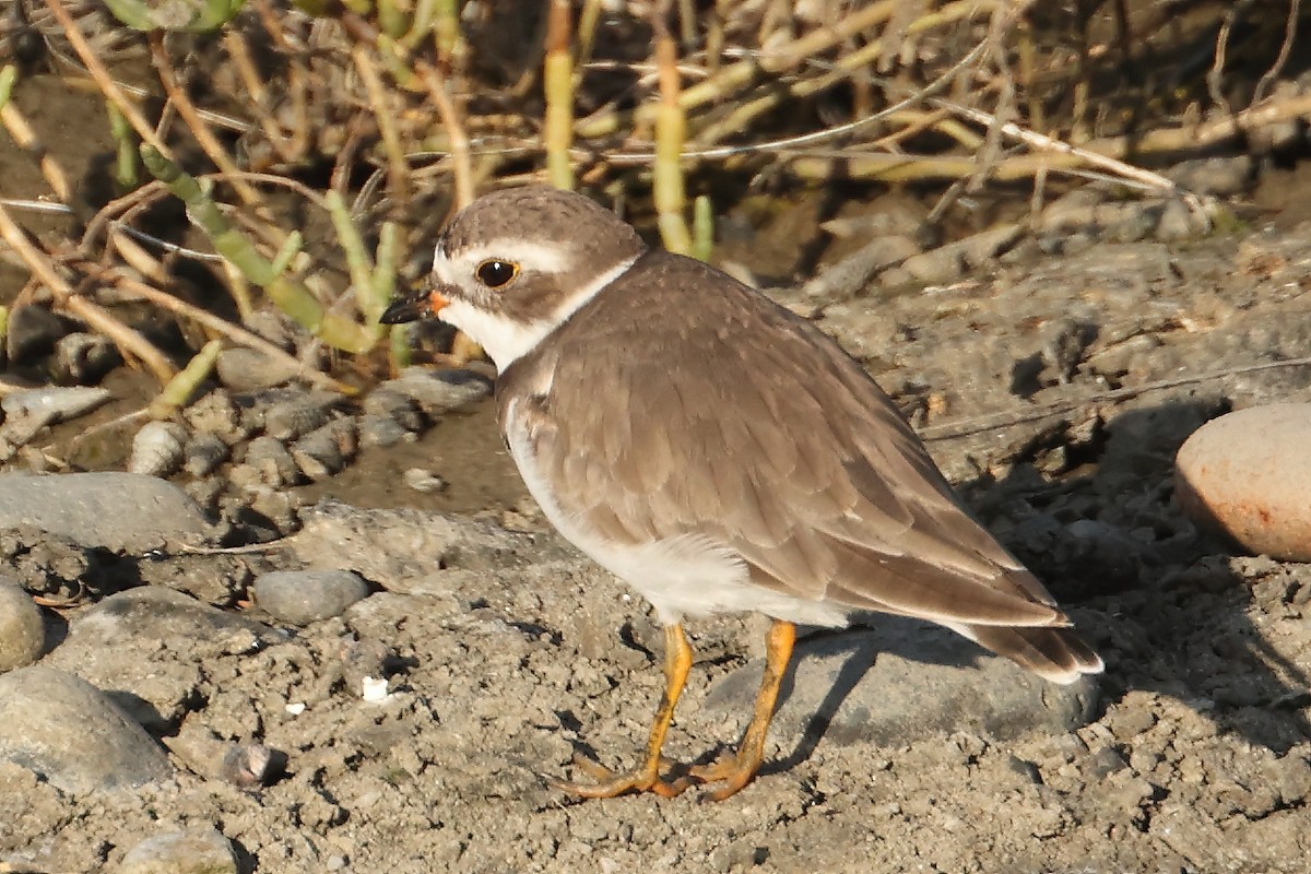 Semipalmated Plover - ML463631951