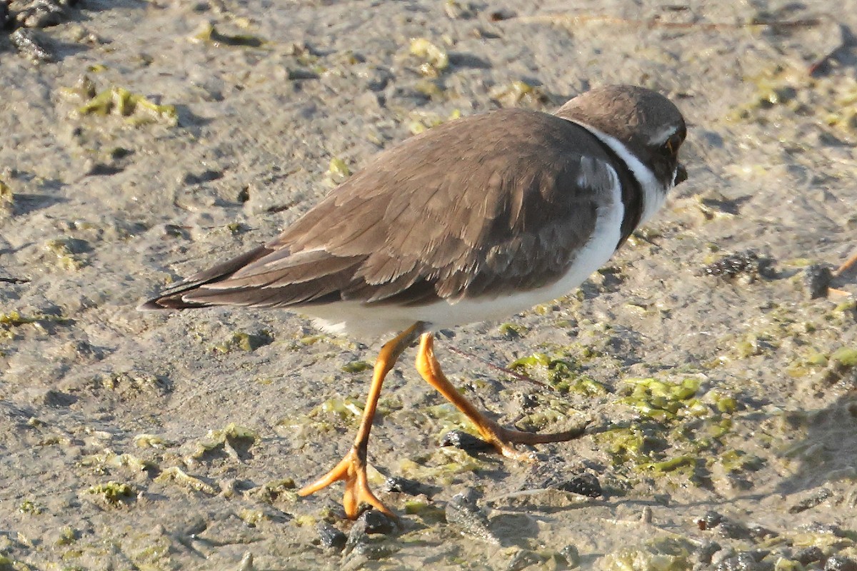 Semipalmated Plover - ML463631971