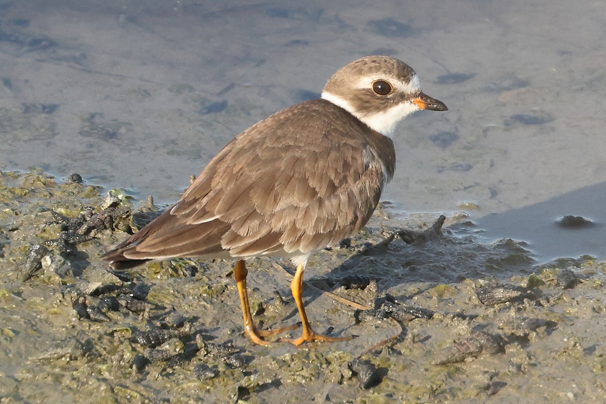 Semipalmated Plover - ML463631991