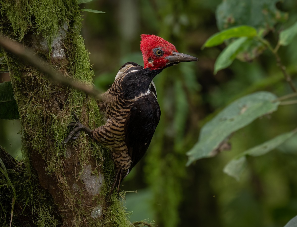 Guayaquil Woodpecker - ML463632151