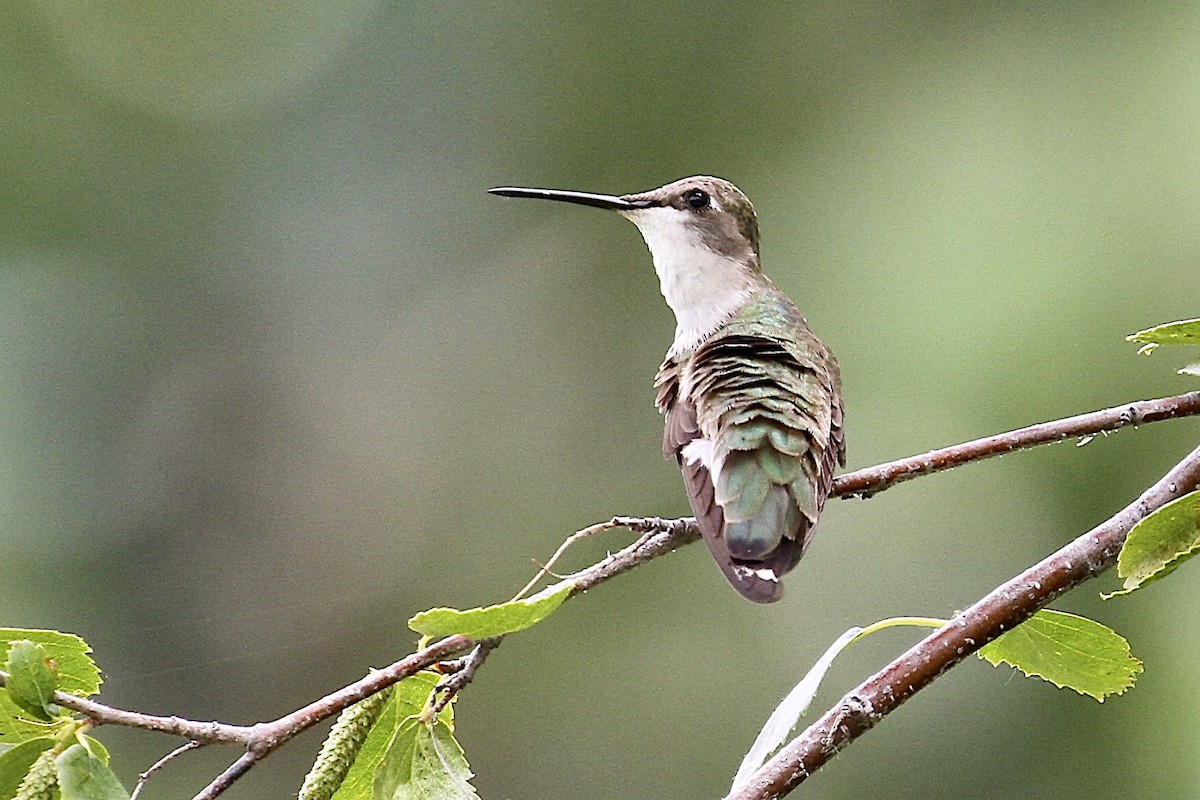 Black-chinned Hummingbird - ML463632211