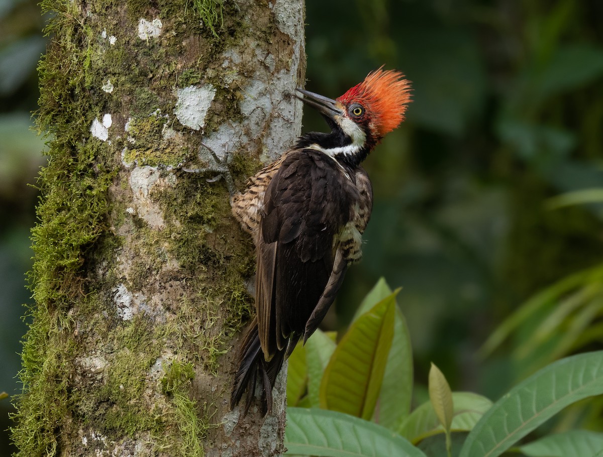 Guayaquil Woodpecker - ML463632351