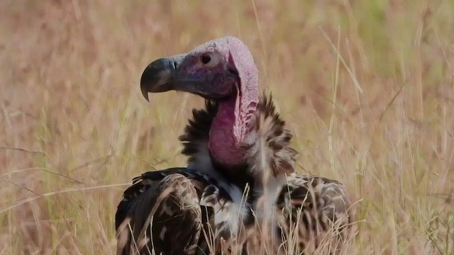 Lappet-faced Vulture - ML463634111