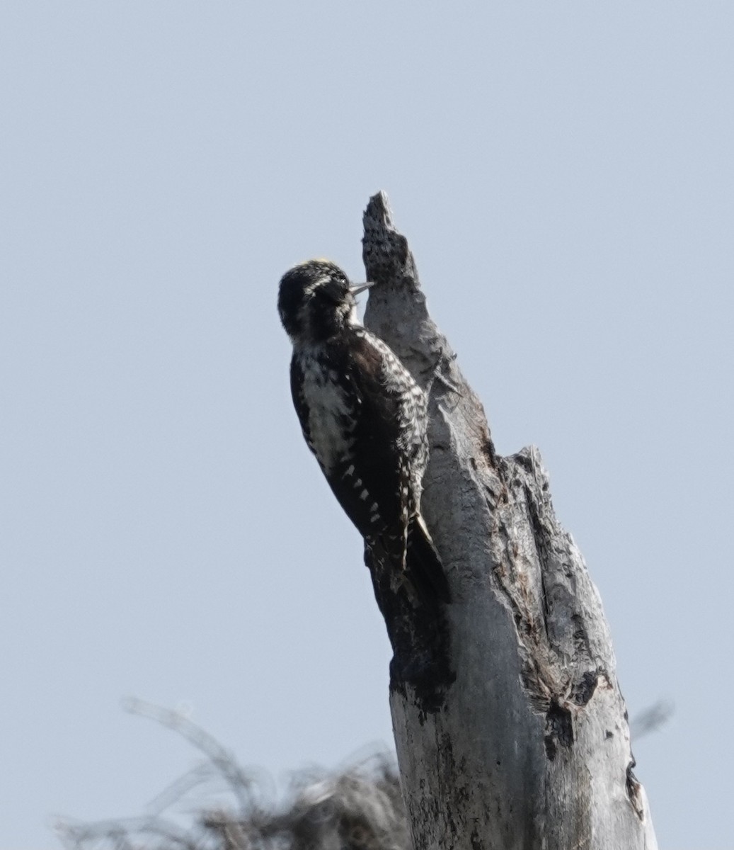 American Three-toed Woodpecker (Northwest) - ML463634671