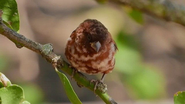 Chestnut Sparrow - ML463635761