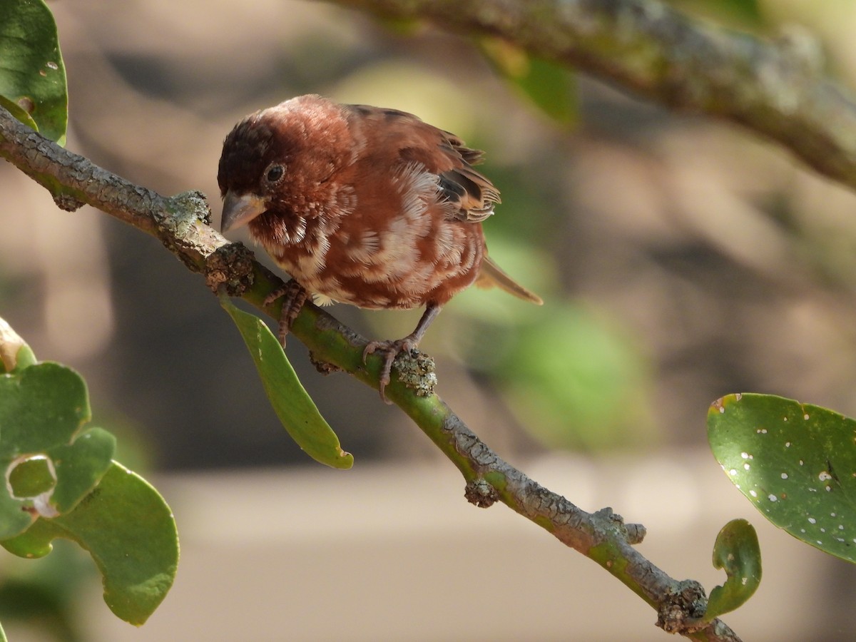 Chestnut Sparrow - ML463635891