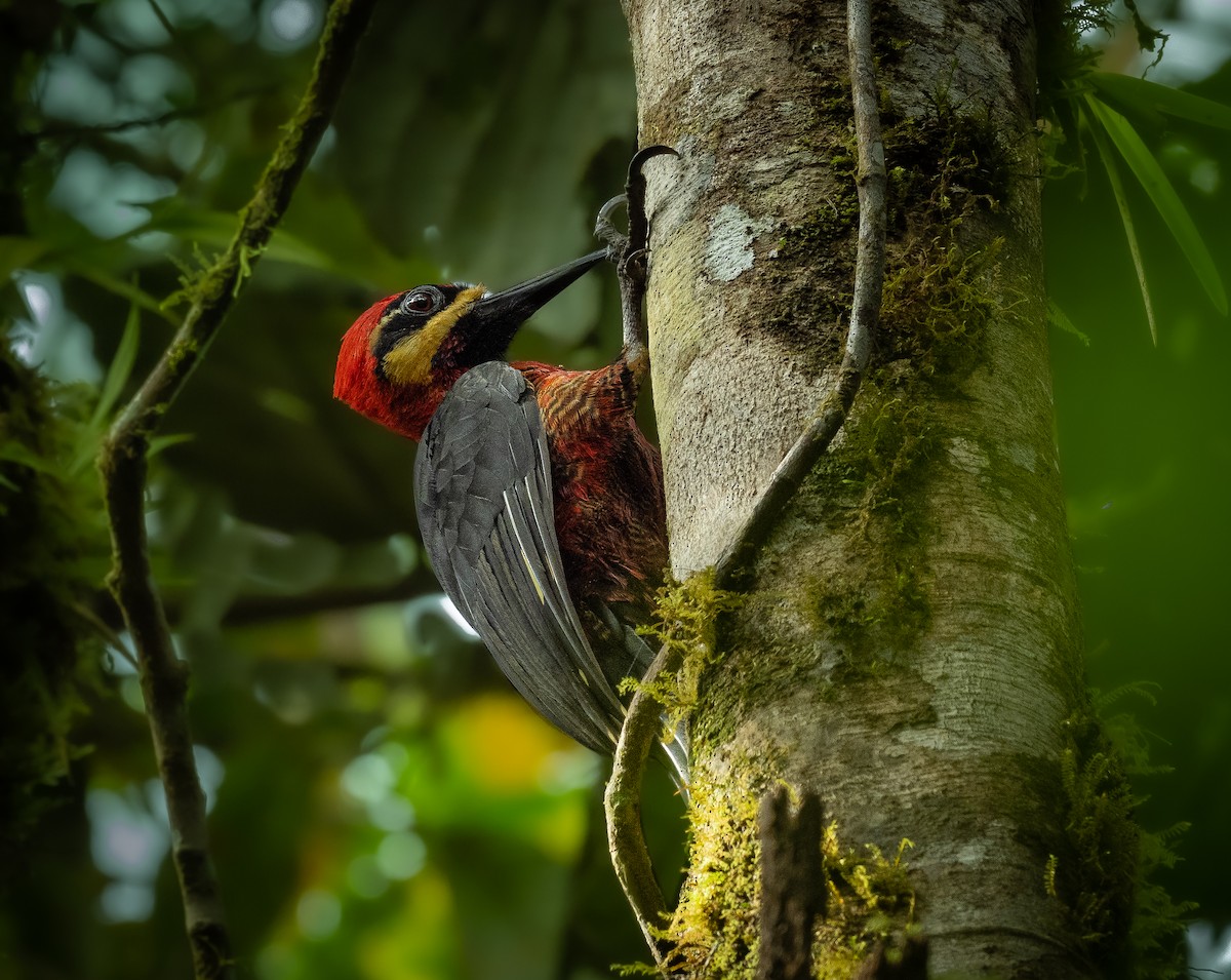 Crimson-bellied Woodpecker - Alex Luna