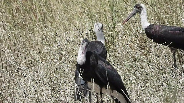 African Woolly-necked Stork - ML463637051