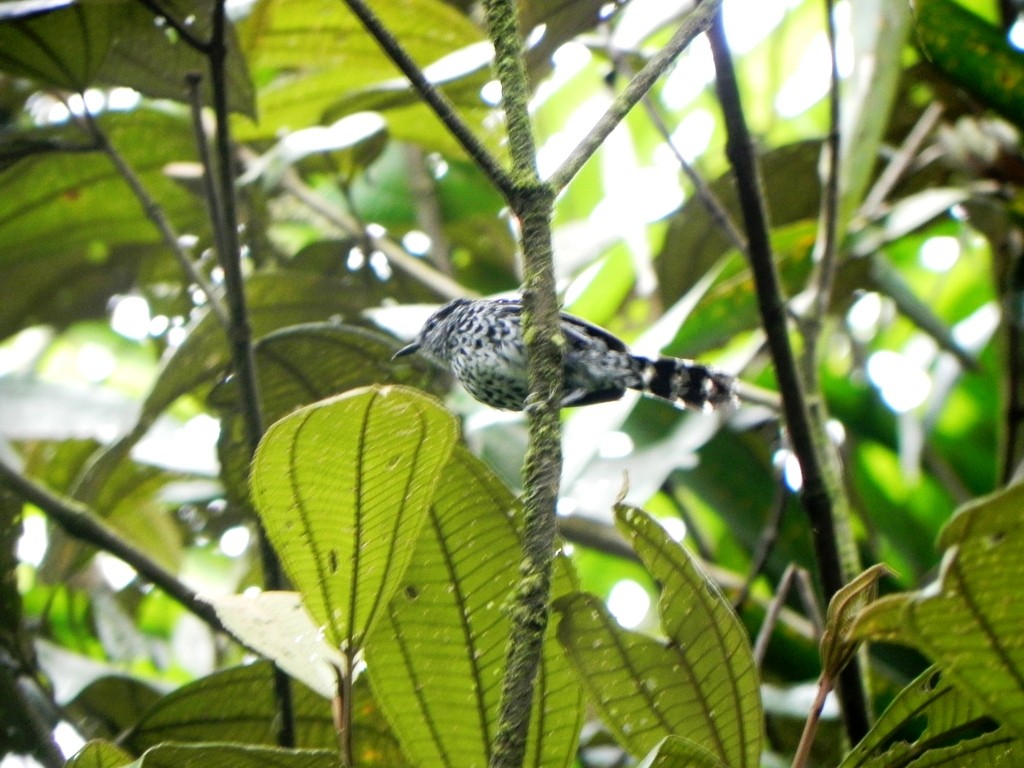 Scaled Antbird - Helbert Noventa
