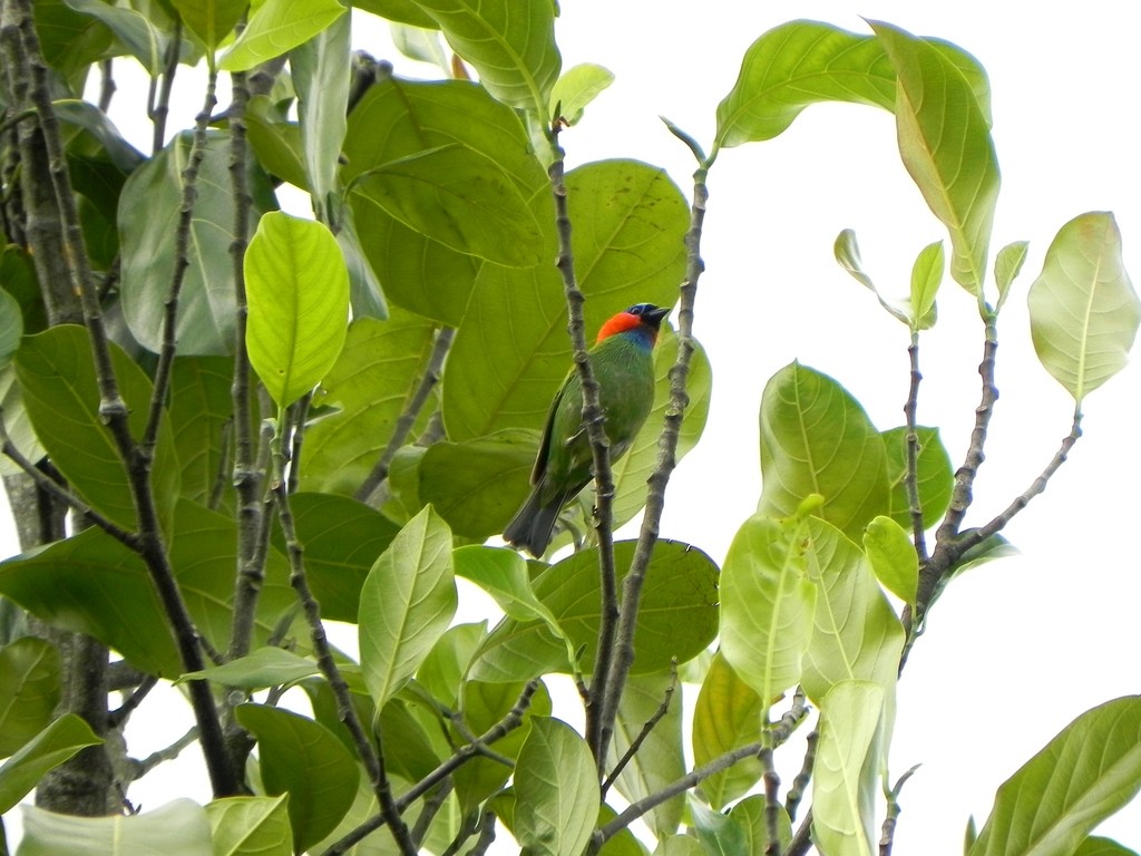 Red-necked Tanager - Helbert Noventa