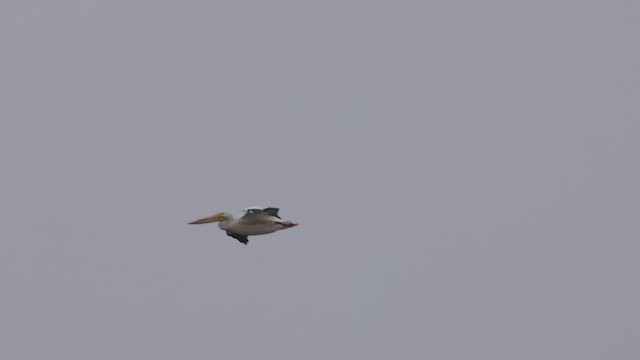 American White Pelican - ML463639671