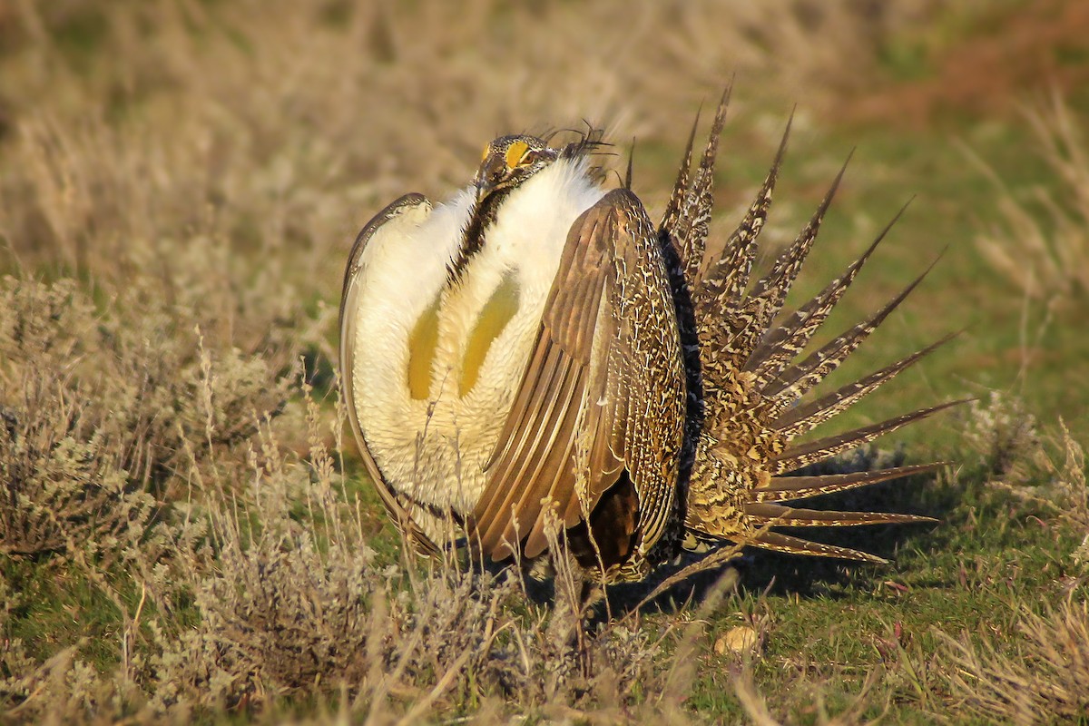 Greater Sage-Grouse - ML46364221