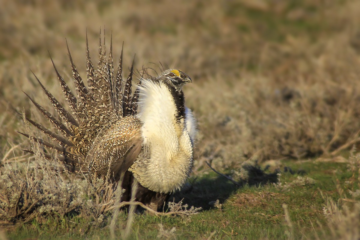 Greater Sage-Grouse - ML46364231