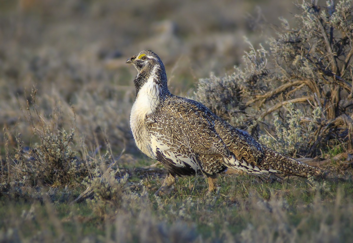 Greater Sage-Grouse - ML46364241