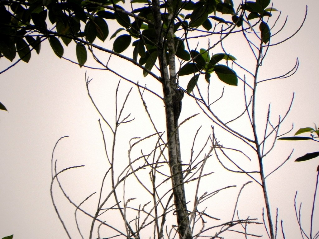 White-spotted Woodpecker - Helbert Noventa