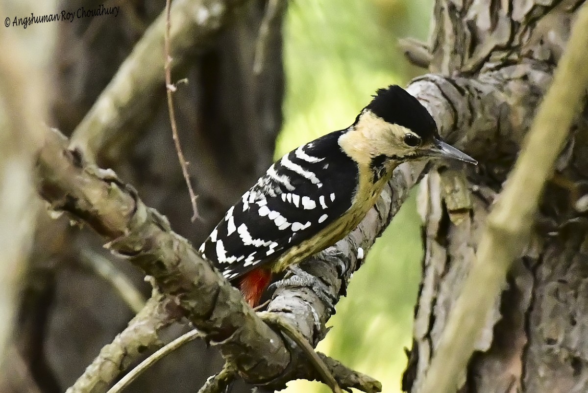 Fulvous-breasted Woodpecker - Angshuman Roychoudhury