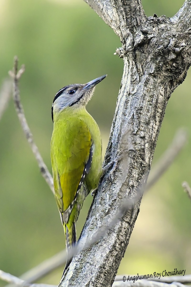 Gray-headed Woodpecker - Angshuman Roychoudhury