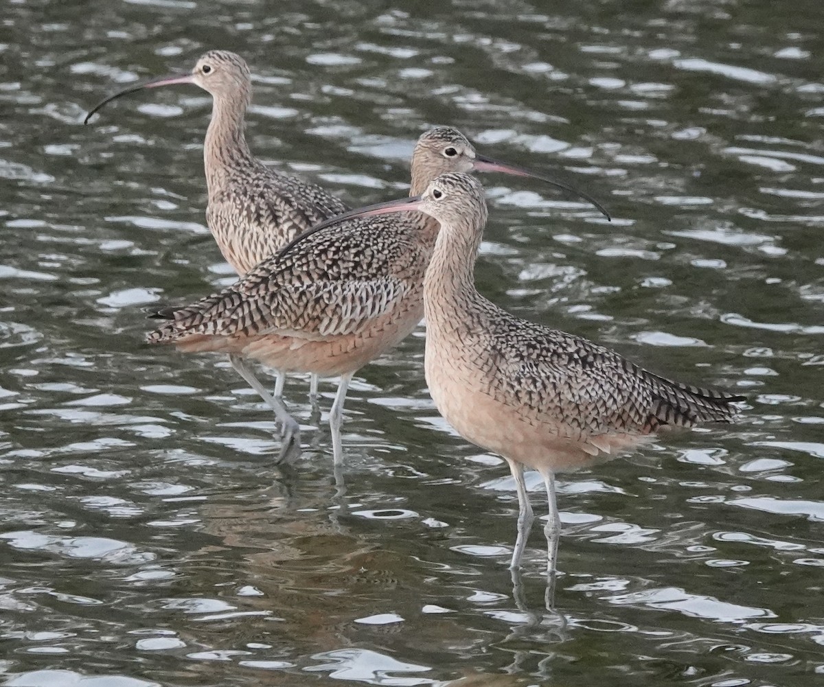 Long-billed Curlew - ML463648341
